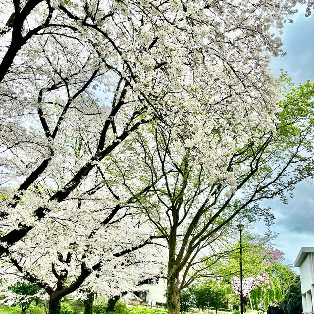 松戸市の桜
