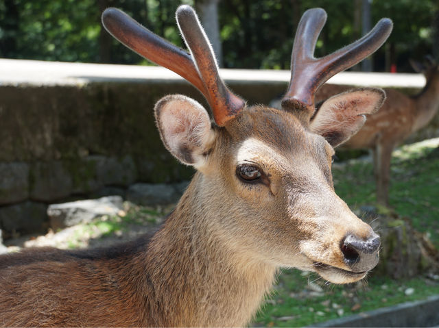 【奈良公園】鹿迎新春，適合春天遊覽