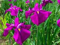 เทศกาลชมดอกไม้เมืองชิริว(花じょうぶまつり)💐🪻