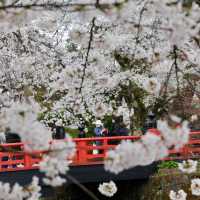 日本青森弘前公園櫻花