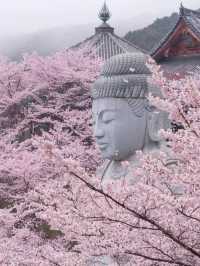 奈良樱花大佛：春日裏的靈魂洗禮