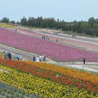 崇明薰衣草主題公園：紫色夢境