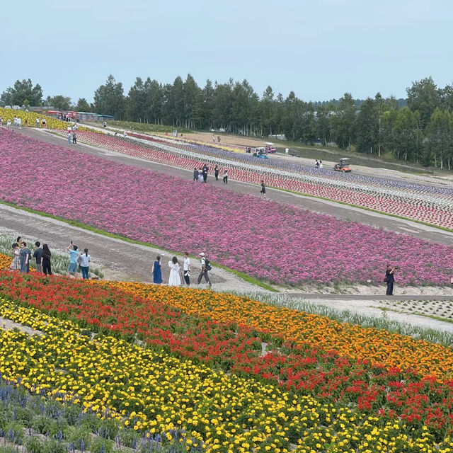 崇明薰衣草主題公園：紫色夢境