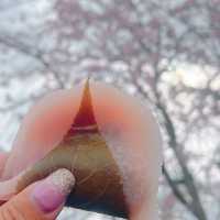 枝垂れ桜のお花見