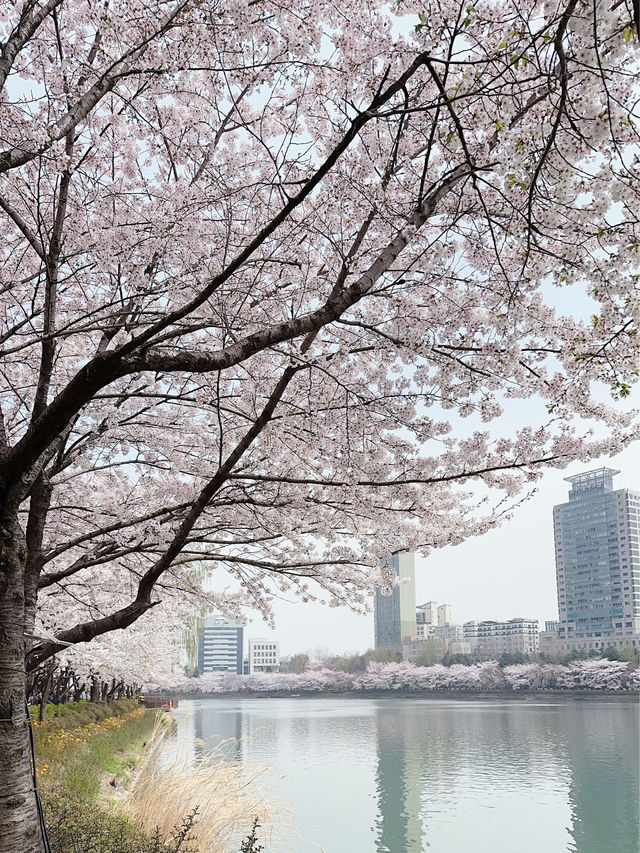 【首爾】石村湖：春天最美的櫻花湖景