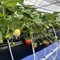Strawberry Farm