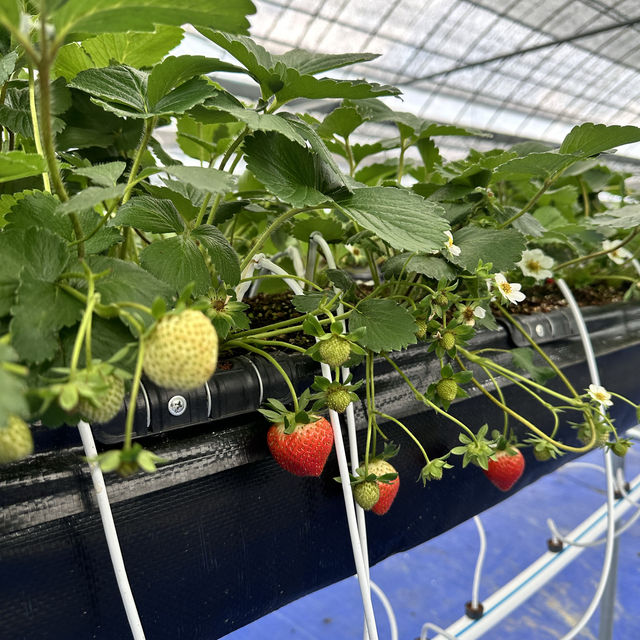 Strawberry Farm