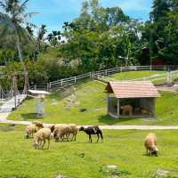 🐑ฟาร์มแกะเข้าฟรีที่นครศรีฯ