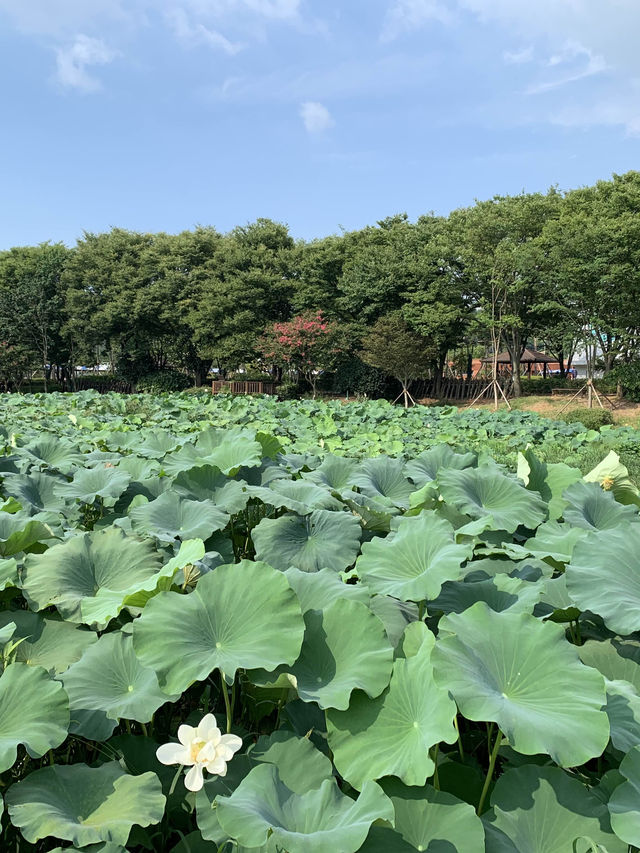 전라남도 무안 회산 백련지 가볼만한 곳 연꽃 명소 추천🪷