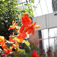 【NZ】オークランドWinter Garden