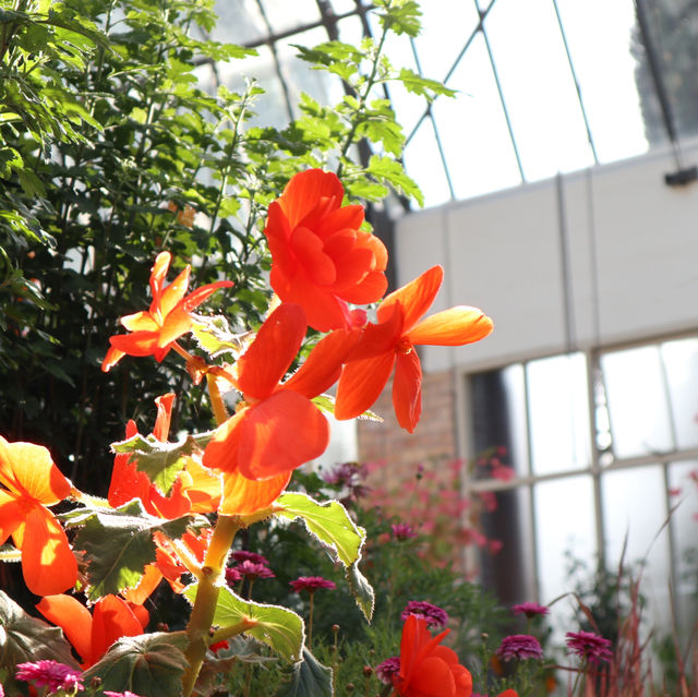 【NZ】オークランドWinter Garden