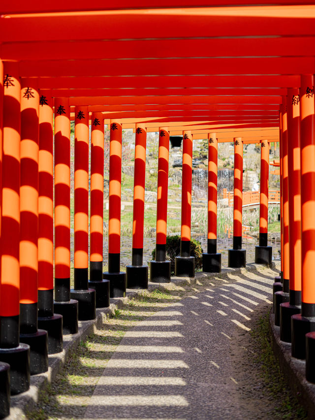 【青森にもあった！】千本鳥居絶景スポット⛩️⛩️高山稲荷神社