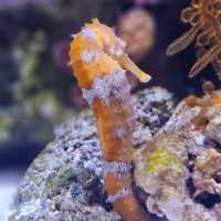 Sea Life  Bangkok