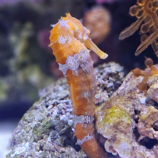 Sea Life  Bangkok