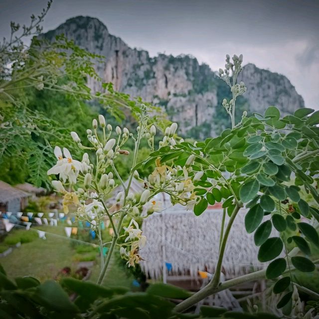 วู้ดเฮาส์ เขาฉกรรจ์ จ.สระแก้ว
