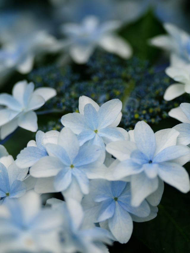 リピート決定💠🤗絶景すぎる紫陽花の楽園🤗💠