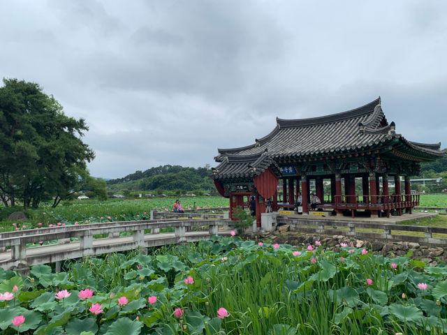 "청도 연꽃의 빛, 유등연지의 환상"
