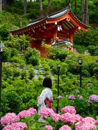 一度は行きたい☺️💠紫陽花の名所💠京都・三室戸寺