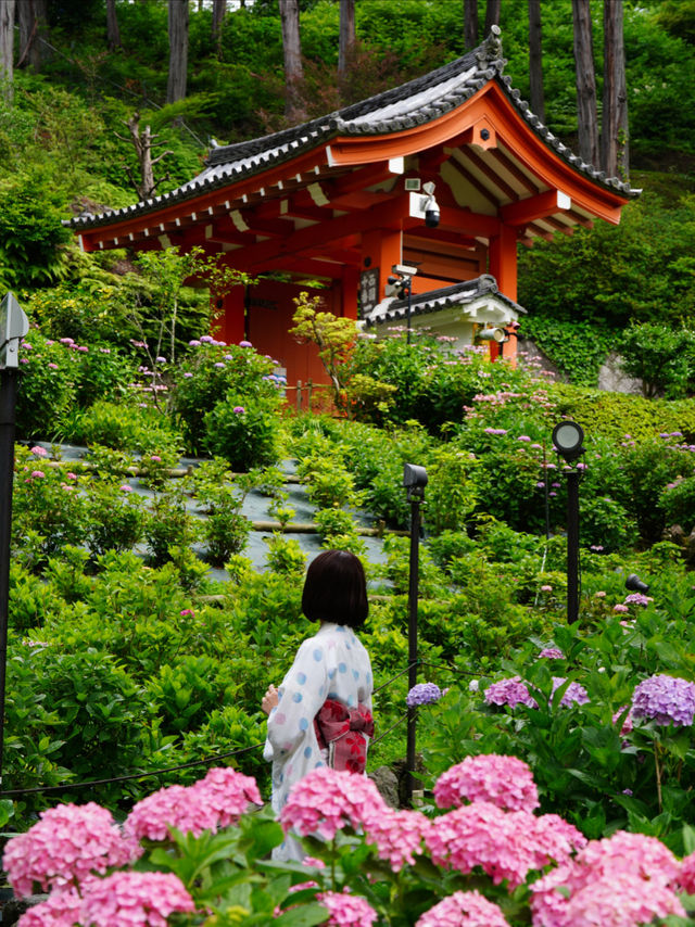 一度は行きたい☺️💠紫陽花の名所💠京都・三室戸寺