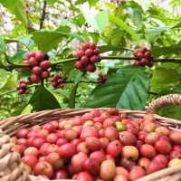 กาแฟสวนคุณปู่ ตรัง