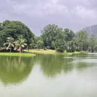 太平湖雨樹老化，已經到了生命的終點
