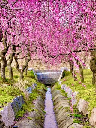 Breathtaking Views at Inabe Plum Grove Park in Tsu City, Mie Prefecture