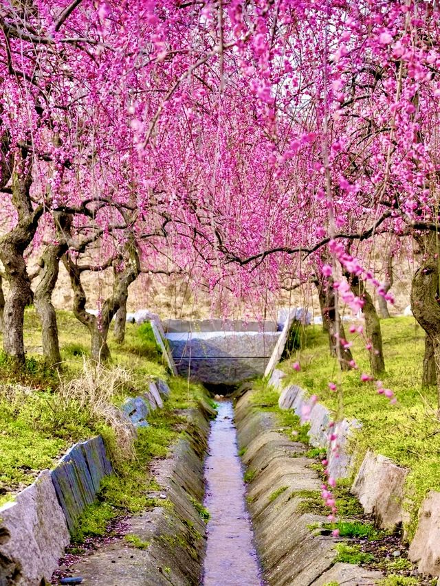 〜三重県津市〜絶景！いなべ梅林公園