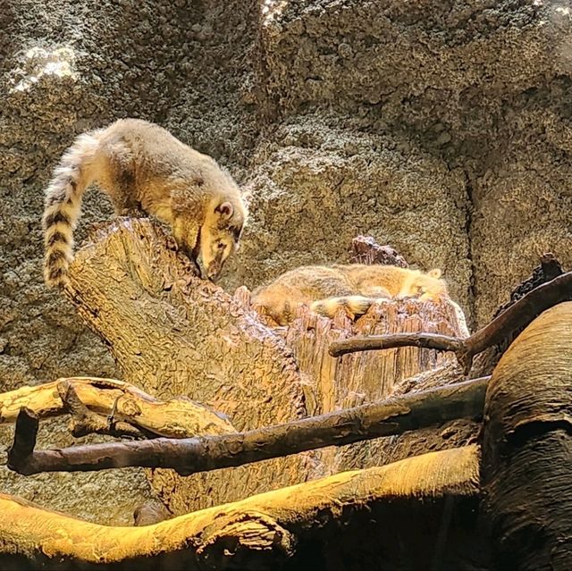 天保山大摩天輪+海游館+聖瑪利亞號=一站式嘅親子旅遊好去處