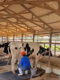 🐮 นมวัวแดง พาลูกเที่ยวเกษตร ธรรมชาติ สระบุรี 