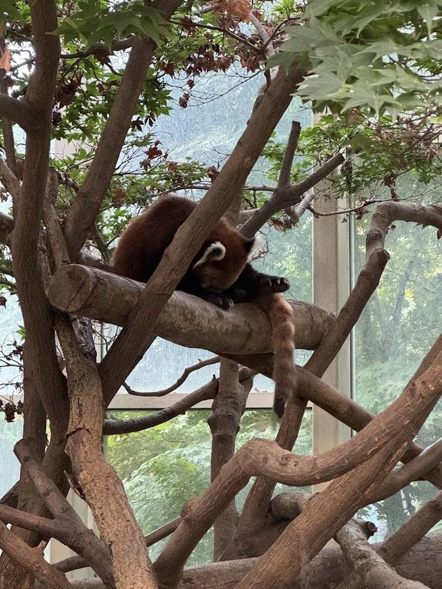 🐻‍❄️🌸에버랜드로 귀여운 판다 구경가요 