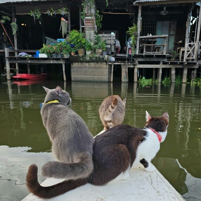 นั่งเรือแมวฮีลใจ ในกรุงเทพ