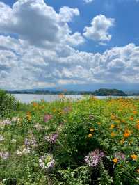東京 | 必去富士山周邊景點首選 - 大石公園🌼