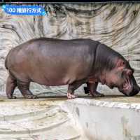 日本東京-大人小孩都喜歡的動物明星：上野動物園