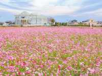 岩脇地區波斯菊花田