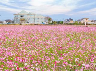 The Cosmos Flower Fields in Iwawaki Area