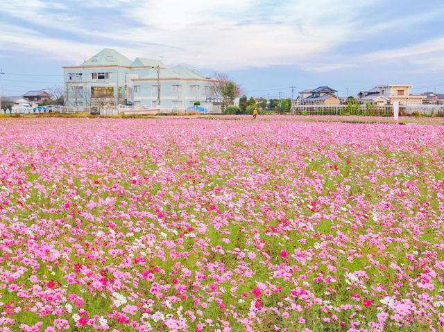 岩脇地區波斯菊花田
