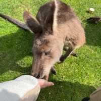 墨爾本Maru動物園🦘