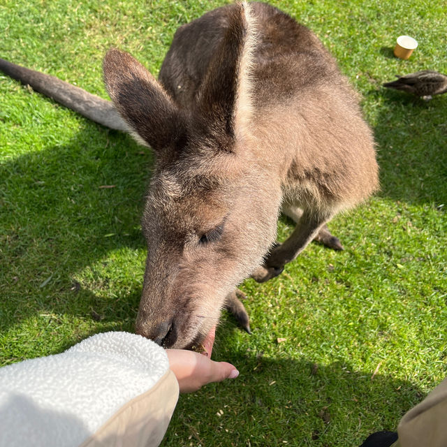 墨爾本Maru動物園🦘