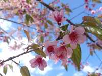 🌳ศูนย์วิจัยและพัฒนาการเกษตรที่สูงวาวี