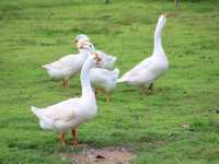 เที่ยวชมสัตว์ที่ (Viva Foresta Farm)