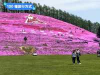 日本北海道-宛如粉紅色地毯的芝櫻花海：東藻琴 芝櫻公園