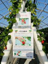 マザー牧場で いちご狩り🍓🍓🍓