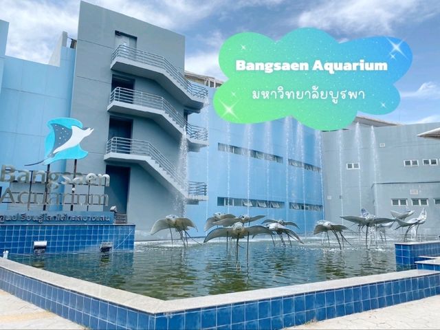 ชีวิตใต้ทะเล แห่งบางแสน 🐠