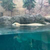 【旭川市旭山動物園】北海道🌟