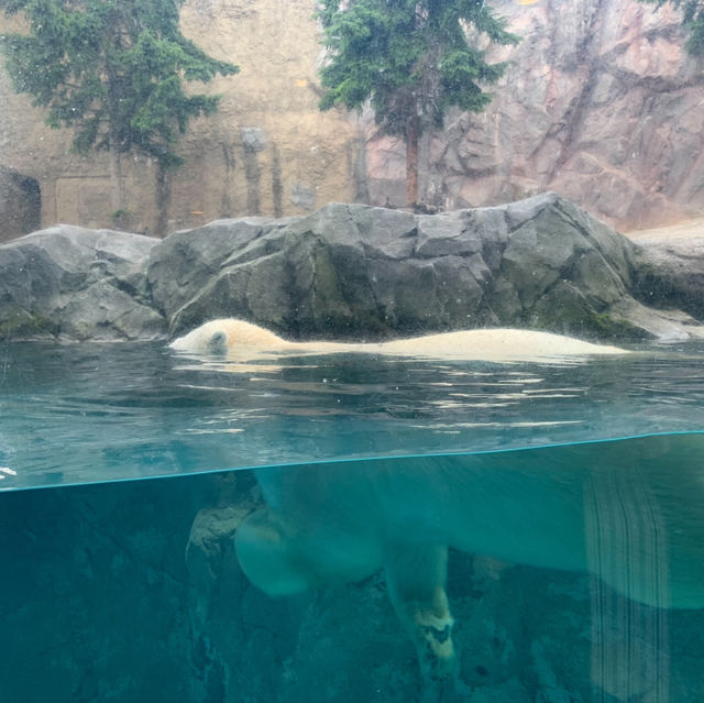 【旭川市旭山動物園】北海道🌟