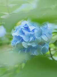 【神奈川/鎌倉】紫陽花の名所‼︎明月院ブルー‼︎