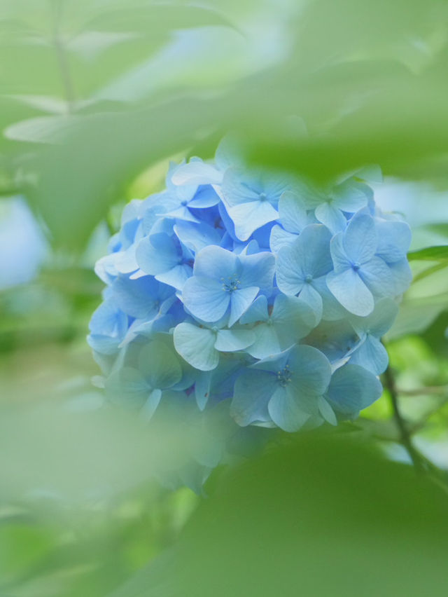 【神奈川/鎌倉】紫陽花の名所‼︎明月院ブルー‼︎