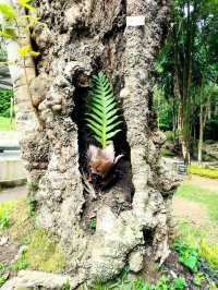 Hiking Trail from Penang Botanic Gardens