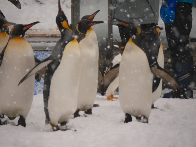 【北海道/旭川】ペンギンのお散歩に癒される！