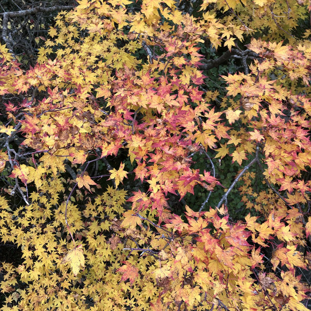 Autumn Awaits: Discover Eorimok Valley in Full Color 🍁🇰🇷